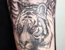 Татуировка тигр Эскизы тигров для тату