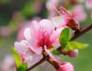 Essai sur le thème « Le printemps est ma période préférée de l'année. J'aime la saison du printemps.